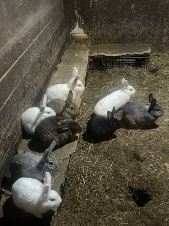 Rabbit (Male/Female) 1