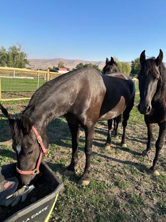 Friesian mare (Prosser)63922852586882123