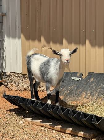 Small Goat 9 months old 1