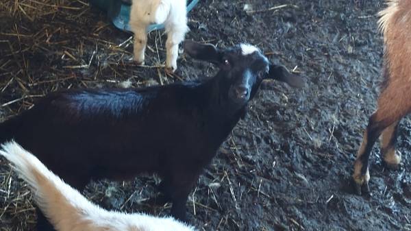 Goats 1