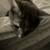 Cute black and biege kitten 16 thumbnail