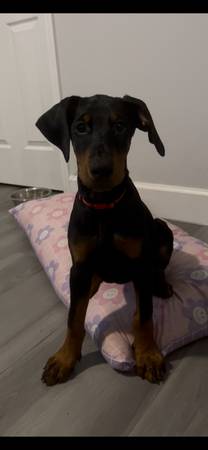 Doberman Pincher63687883376641124