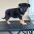 German Shepard 1 thumbnail