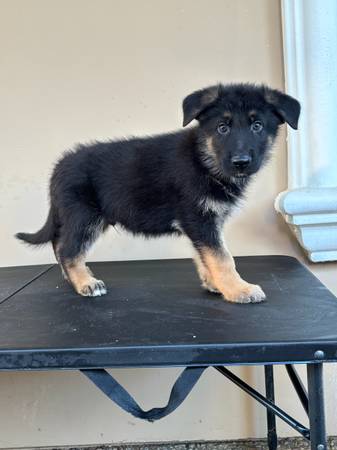 German Shepard 1