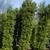 PLANTS PLANTS PLANTS PLANTS 13 thumbnail