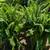Sword Fern 1 thumbnail