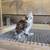 Chicks! Cochin Bantam x Naked Neck Silkie 4 thumbnail
