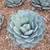 🌵 Parry’s Agave Century Cactus Plants  (Sago Palms too) 8 thumbnail