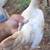 Azteca bantam 1 thumbnail
