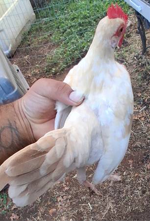 Azteca bantam 1