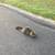 2 Free Barn Cats 2 thumbnail