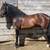 3/4 Andalusion 1/4 Percheron Stallion - Neo 2 thumbnail