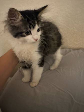 Maincoon mix 1