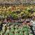 SUCCULENTS AND CACTI LOTS OF VARIETIES 1 thumbnail