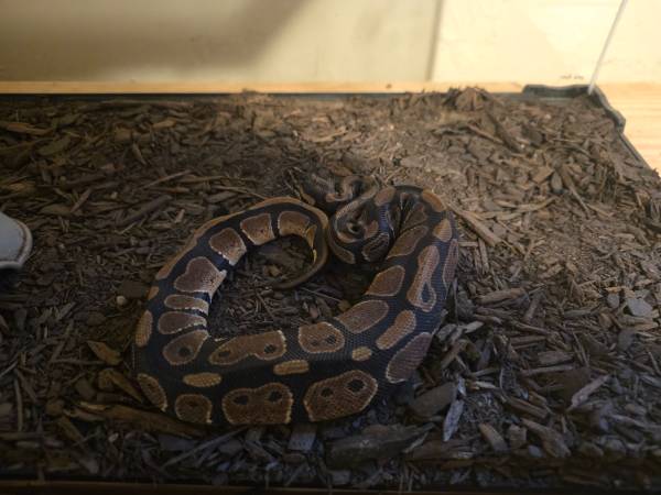 Female Ball Python 1