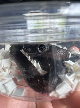 Rehoming mexican black kingsnake (Davis)63848769395971121