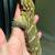 Leachianus giant gecko 4 thumbnail
