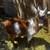 Goats 2 thumbnail