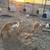 Nigerian dwarf goats 3 thumbnail