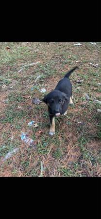 Shepherd puppies (Mason/Sharonville)63967977046658120