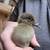 4 day old Ducklings 5 thumbnail