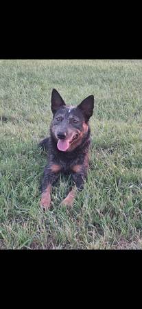 Blue Heeler Male (Hettinger)
