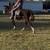 Rescue Gelding 6 thumbnail