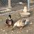 Ducks 1 thumbnail