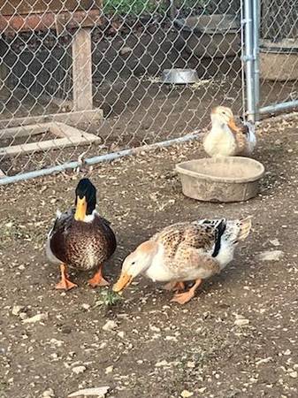Ducks 1