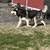 Dog 1 thumbnail