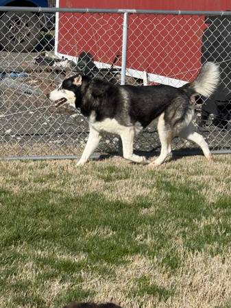 Dog 1