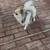 Pomeranian Male 3 thumbnail