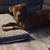 Loving brown lab/pit mix looking for his forever home 1 thumbnail