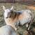 Sheep - Young Ram 1 thumbnail