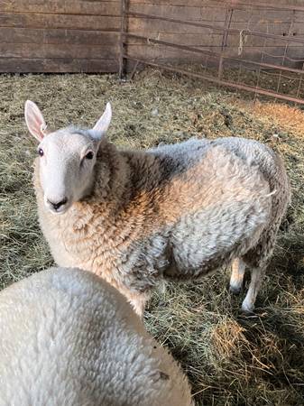 Sheep - Young Ram 1