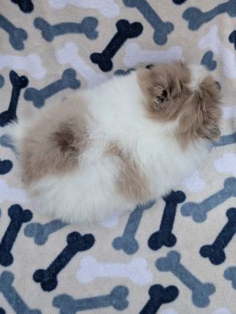 Pomerian puppy (Murfreesboro)63924991635331121