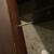 Large long 1860’s rope bed rail/ shelf 10 thumbnail