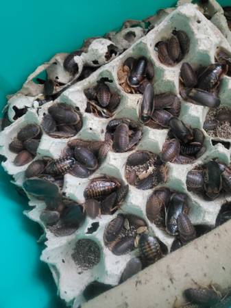 Cucarachas Dubia insectos para alimento (Greenville)63661405564289120