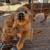 Golden Retriever female 2 thumbnail