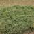 ALFALFA HAY BALAGE  -  DEER CANDY 4 thumbnail