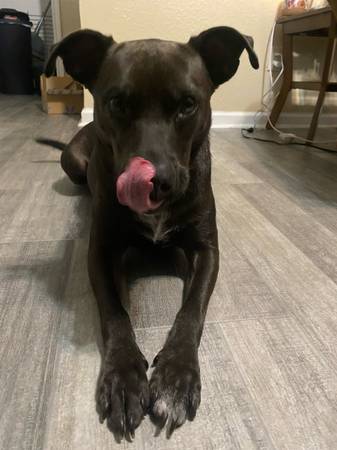 Meet Onyx! (Rehome) (Kenedy)63372867047427122