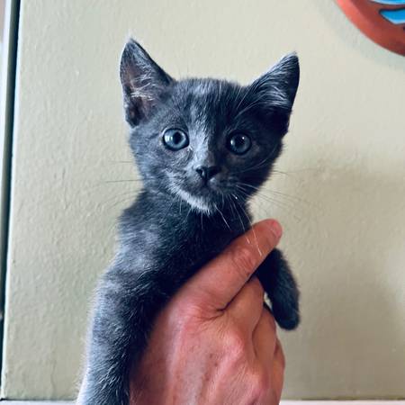 Wonderful Kittens ready for loving home (Eagle Rock)64036432993282123