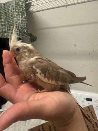 Baby cockatiels and lovebirds 1
