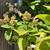 HYDRANGEA TREES ~ Available NOW ~ Limited Quantities 7 thumbnail