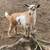 nigerian dwarf goats 1 thumbnail
