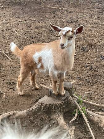 nigerian dwarf goats 1