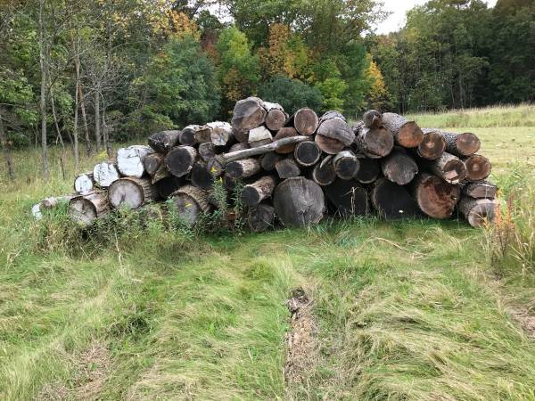 OAK TREE TOPS /FIREWOOD 1