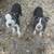 pups looking for a home 4 thumbnail