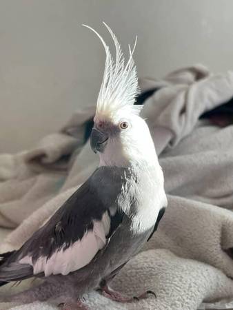Gray and White Cockatiel (fremont / union city / newark)63836592363011122