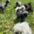 Silkie chicks 7 thumbnail